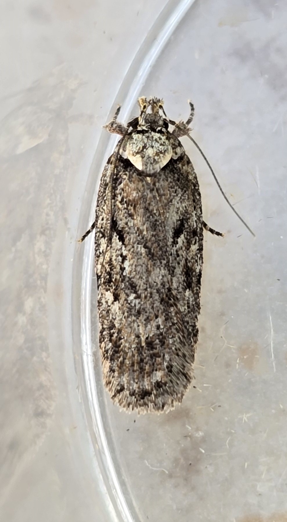 Photo of Carrot Flat-body (Depressaria douglasella)